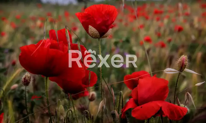 Rexer-Giarola-LEccellenza-dellOspitalit-Autentica-nellAppennino-Reggiano-Altro