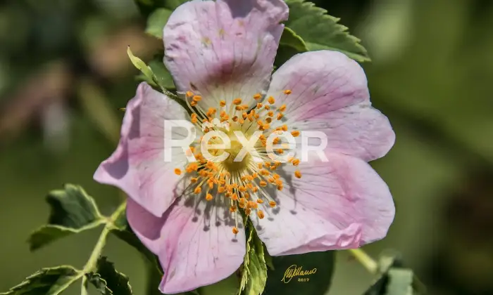 Rexer-Giarola-LEccellenza-dellOspitalit-Autentica-nellAppennino-Reggiano-Altro