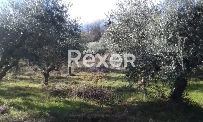 Rexer-Cellino-Attanasio-Terreno-agricolo-in-vendita-in-via-Fonte-Lucci-a-Cellino-Attanasio-Altro