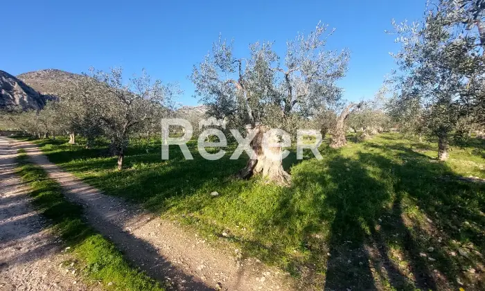 Rexer-Monte-SantAngelo-Terreno-in-vendita-in-Via-Tratturo-di-Foggiaa-Monte-SantAngelo-Altro