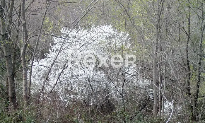 Rexer-Felitto-Agriturismo-con-ristorante-alloggi-azienda-agricola-e-agricampeggio-Felitto-SA-Altro