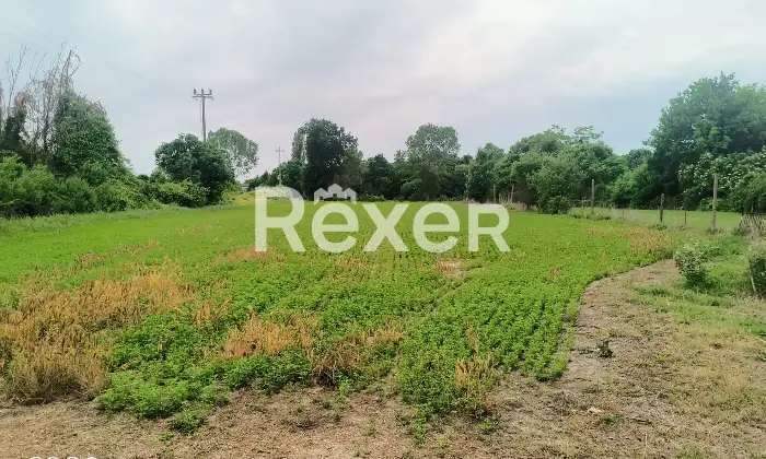 Rexer-Fiesso-Umbertiano-Rustico-in-vendita-in-Via-Carpana-a-Fiesso-Umbertiano-Altro