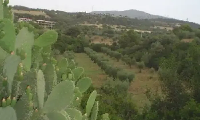 Rexer-Cerchiara-di-Calabria-Affitto-di-casa-indipendente-in-Palazzo-Piana-Cerchiara-di-Calabria-GIARDINO